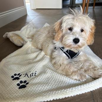 Kai the support dog