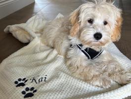 Kai the support dog